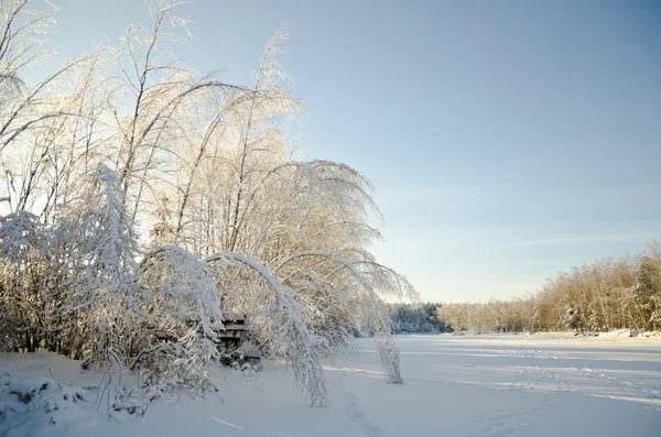 Vackra frusna vintern skog — Stockfoto