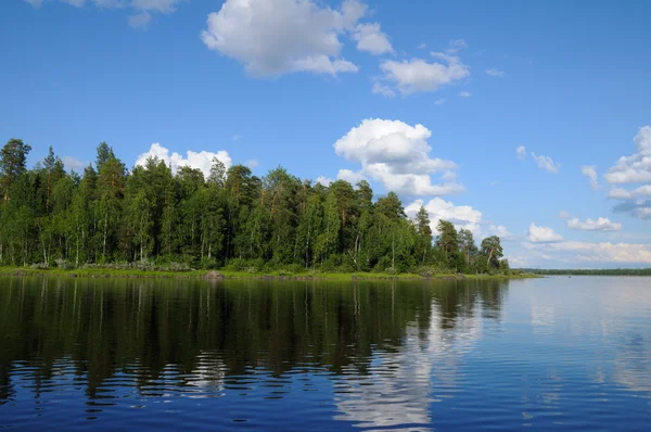 Красивый лес на берегу озера — стоковое фото
