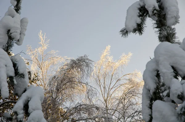 Όμορφη παγωμένων χειμωνιάτικων δάσος — Φωτογραφία Αρχείου