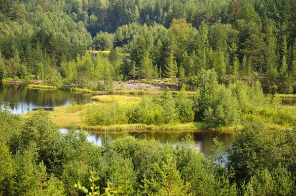 Дикий лес и гибкая река — стоковое фото