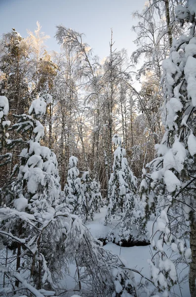 ป่าฤดูหนาวแช่แข็งที่สวยงาม — ภาพถ่ายสต็อก