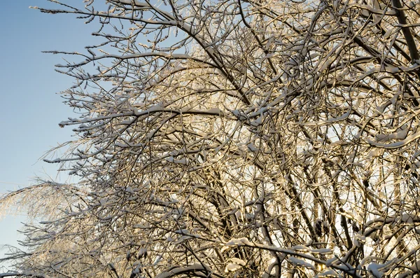 Όμορφη παγωμένων χειμωνιάτικων δάσος — Φωτογραφία Αρχείου