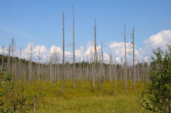 Huge bog in a forest with dead birches — Stock Photo, Image