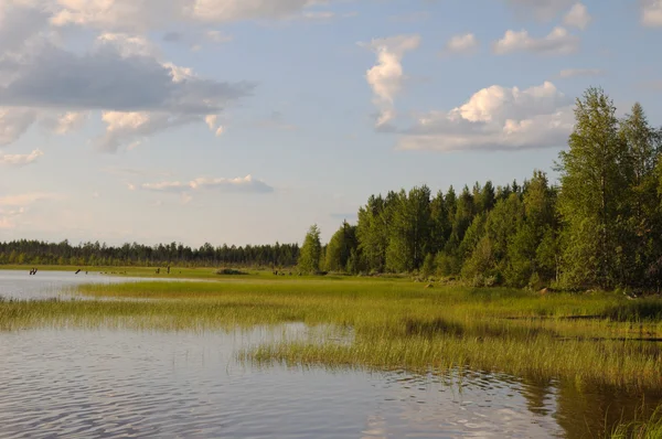 Мелководье на северном озере — стоковое фото