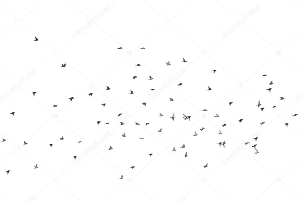 Group of waxwing flies over the sky, isolated on white