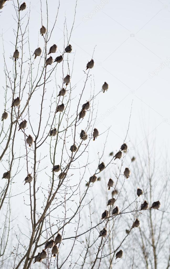 Group of waxwings sits on a tree