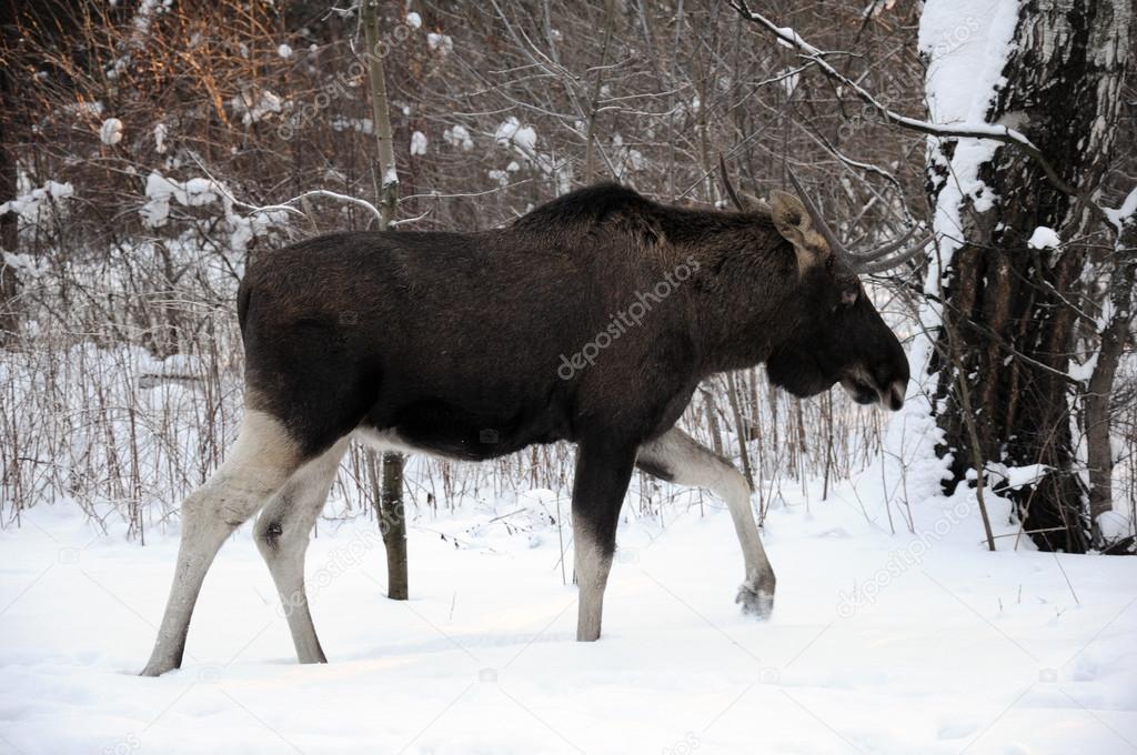 Young elk walks through a winter forest