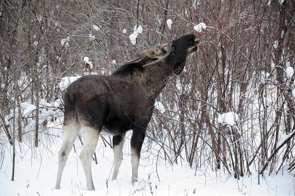 Young elk in a winter forest