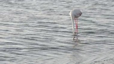 Komik flamingo acayip beslemek için arıyorsunuz