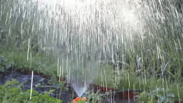 Sun rays shine through the sprayed water drops — Stock Video