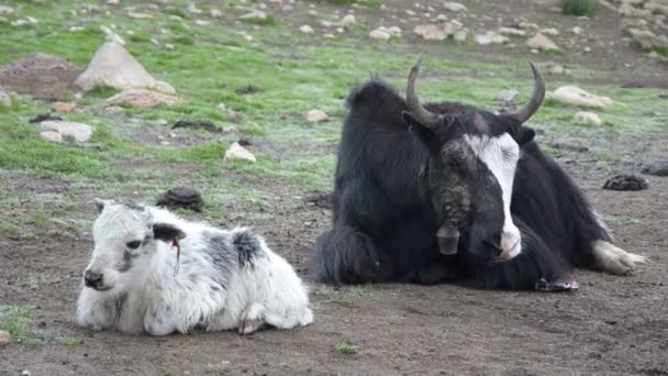 Divertente piccolo yak era spaventato da qualcosa — Video Stock