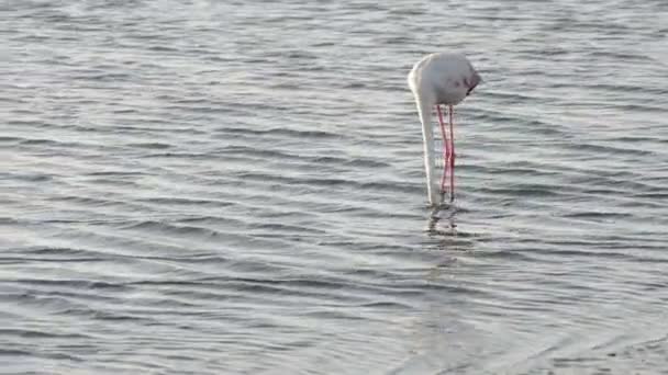 Funny flamingo comically looking for a feed — Stock Video