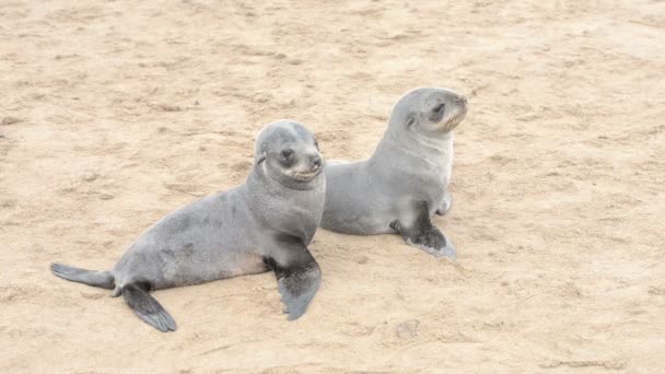 Due simpatiche foche da pelliccia su una spiaggia di sabbia — Video Stock