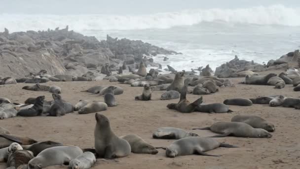 Une des plus grandes colonies d'otaries à fourrure au monde 