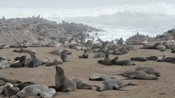 Une des plus grandes colonies d'otaries à fourrure au monde — Video