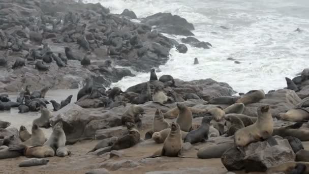 Une des plus grandes colonies d'otaries à fourrure au monde — Video