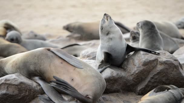 Small funny fur seal is comically tries to rise above others — Stock Video