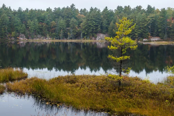 Árbol solitario en una pequeña isla en un lago — Foto de Stock