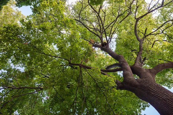 Κάτω όψη του ένα στεφάνι από ένα τεράστιο πράσινο δέντρο — Φωτογραφία Αρχείου