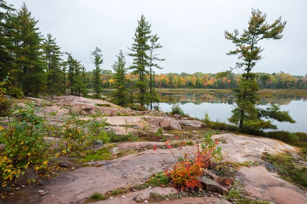 Typiska Killarney landskapet med flerfärgade träd och rosa ro Stockfoto