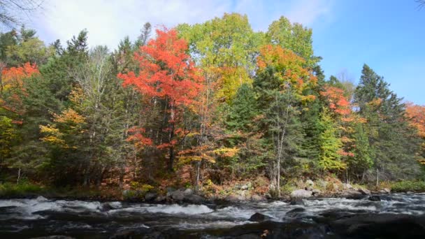 Couleurs riches d'une forêt d'automne au bord d'une rivière pierreuse — Video