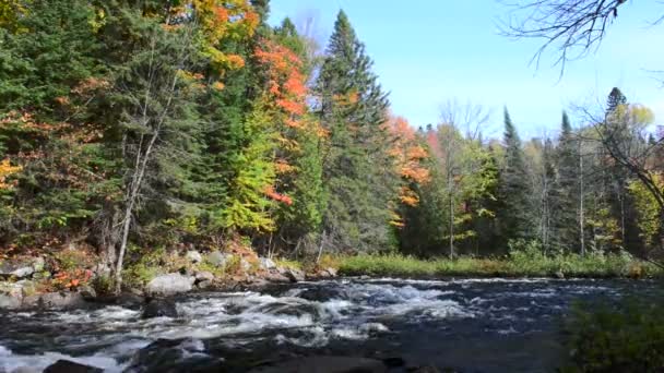 Богатые цвета осеннего леса на каменистом берегу реки — стоковое видео