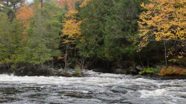 多彩的秋天的树林上牛舌河河畔 — 图库视频影像