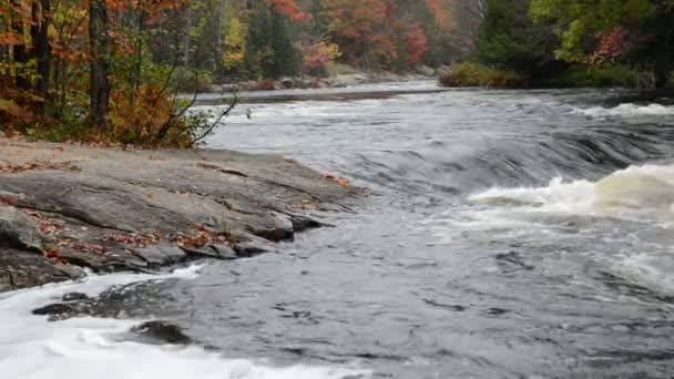 Kleine stroomversnellingen en kleurrijke herfst bos op de Oxtongue rivier — Stockvideo