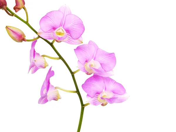 Flores de orquídea rosa con rama aislada sobre fondo blanco — Foto de Stock