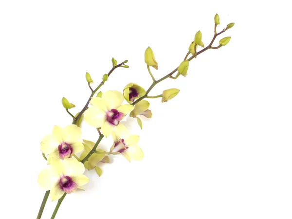 Flower green orchid isolated on a white background — Stock Photo, Image