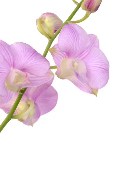 Flores de orquídea rosa com ramo isolado no fundo branco — Fotografia de Stock