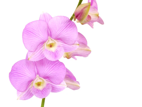Výrazné růžové květy orchidejí s pobočkou izolovaných na bílém pozadí — Stock fotografie