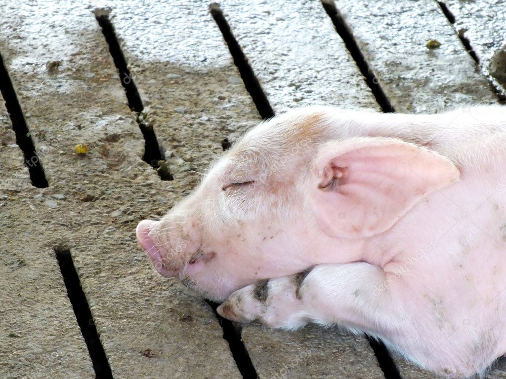 young sleeping pig after sucking in shed