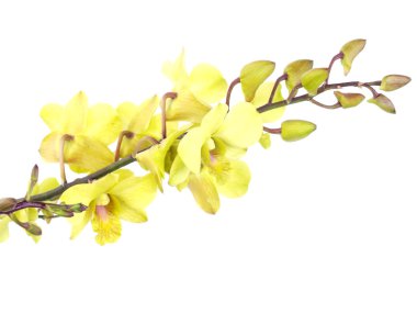 Beyaz arka plan üzerinde izole şubesi ile çarpıcı Yeşil orkide çiçekler