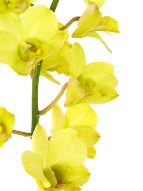 Beyaz arka plan üzerinde izole şubesi ile çarpıcı Yeşil orkide çiçekler
