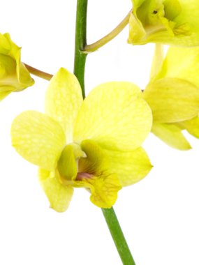 Beyaz arka plan üzerinde izole şubesi ile çarpıcı Yeşil orkide çiçekler
