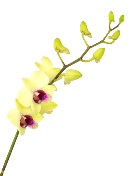 Llamativas flores de orquídea verde con rama aislada sobre fondo blanco — Foto de Stock