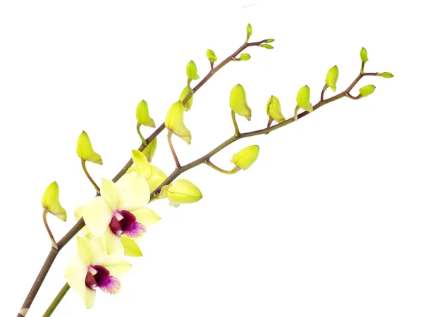 Llamativas flores de orquídea verde con rama aislada sobre fondo blanco —  Fotos de Stock