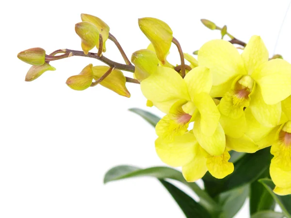 Opvallende groene orchidee bloemen met branch geïsoleerd op witte achtergrond — Stockfoto