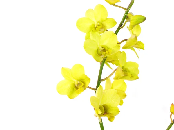 Llamativas flores de orquídea verde con rama aislada sobre fondo blanco — Foto de Stock