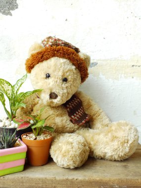 yeşil bitki tahta masada oturan bir oyuncak ayı