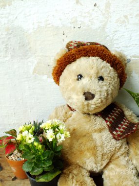 yeşil bitki tahta masada oturan bir oyuncak ayı