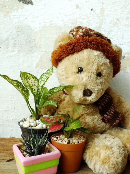 Oso de peluche sentado en una mesa de madera con planta verde —  Fotos de Stock