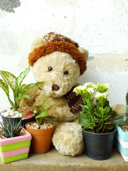 Oso de peluche sentado en una mesa de madera con planta verde —  Fotos de Stock