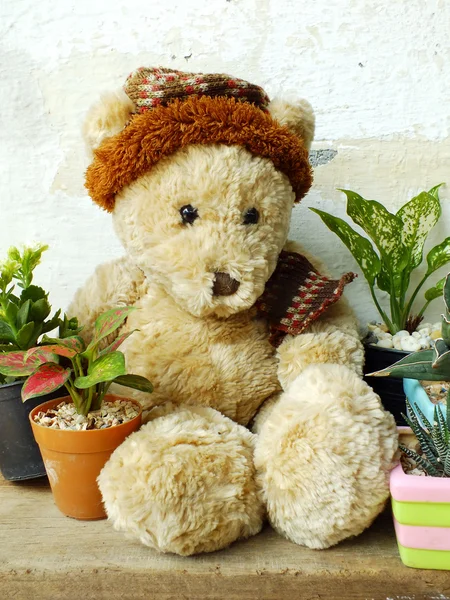 Oso de peluche sentado en una mesa de madera con planta verde —  Fotos de Stock