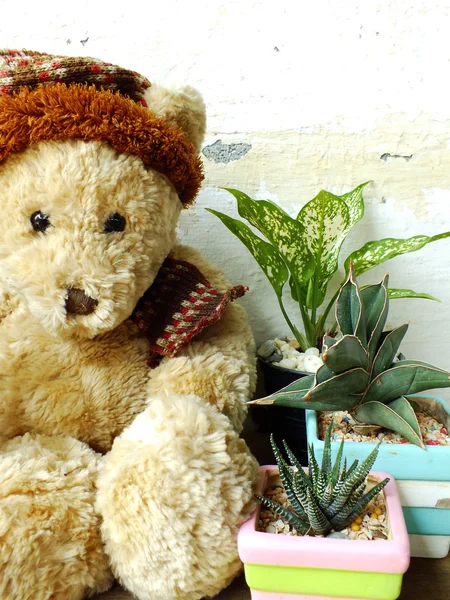 Oso de peluche sentado en una mesa de madera con planta verde —  Fotos de Stock