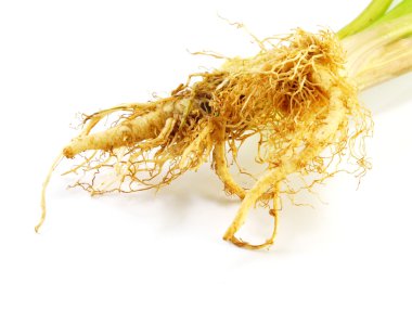 Beyaz arkaplanda taze kereviz