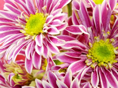 güzel Kasımpatı pembe çiçekler buket