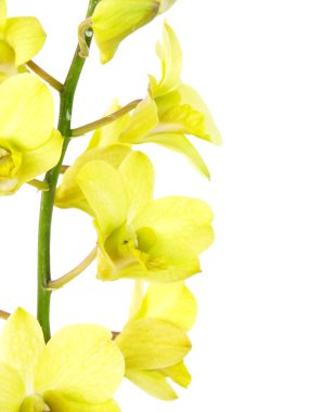 Beyaz arka plan üzerinde izole şubesi ile çarpıcı Yeşil orkide çiçekler