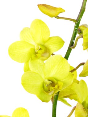 Beyaz arka plan üzerinde izole şubesi ile çarpıcı Yeşil orkide çiçekler